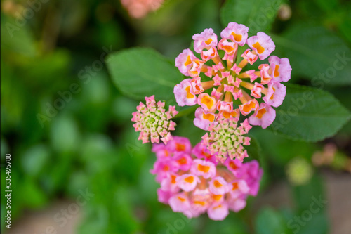 Red ,orange and yellow Lantana camara flowers with blurred background.