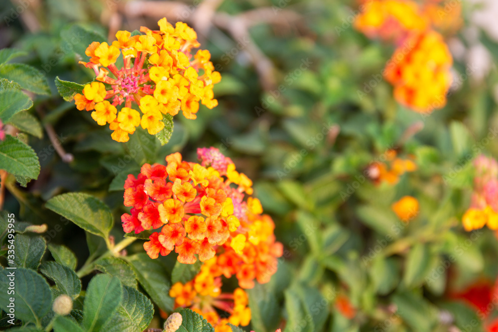 Red ,orange and yellow Lantana camara flowers with blurred background. Red ,orange and yellow Lantana camara flowers with blurred background.
