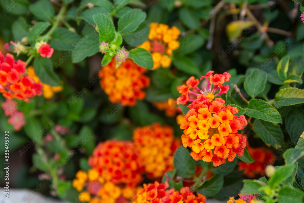 Red ,orange and yellow Lantana camara flowers with blurred background. Red ,orange and yellow Lantana camara flowers with blurred background.