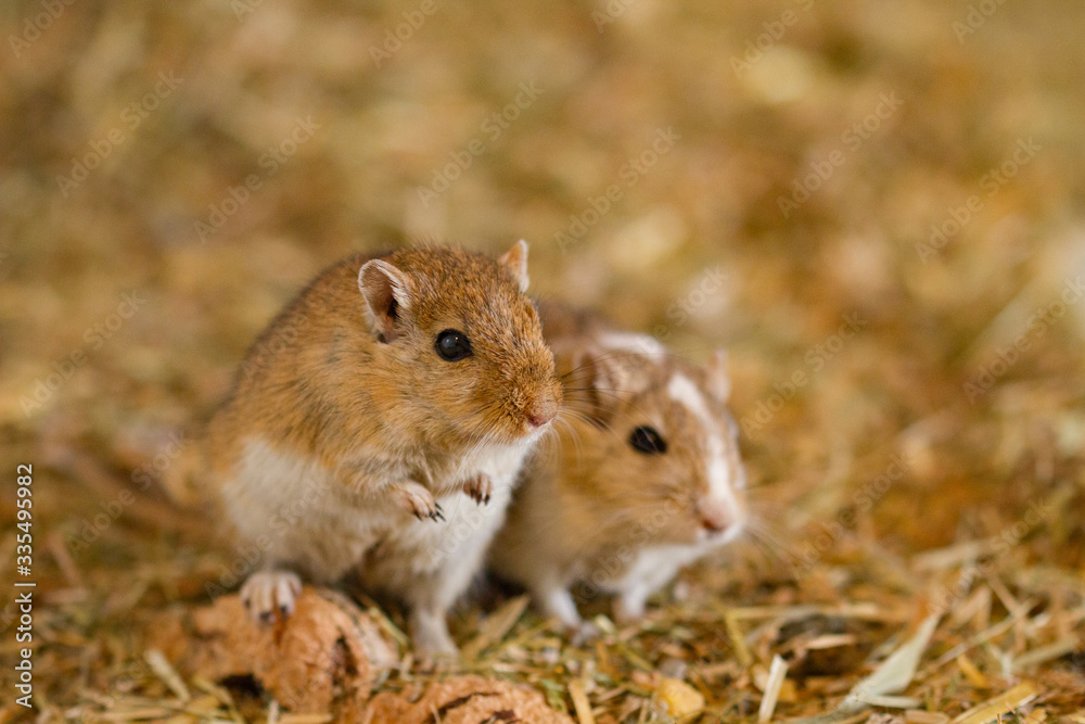 Mongolische Wüstenrennmaus (Meriones) als Haustier Mongolische Wüstenrennmaus (Meriones) als Haustier