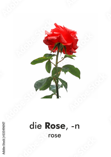 German word card  Rose  rose 