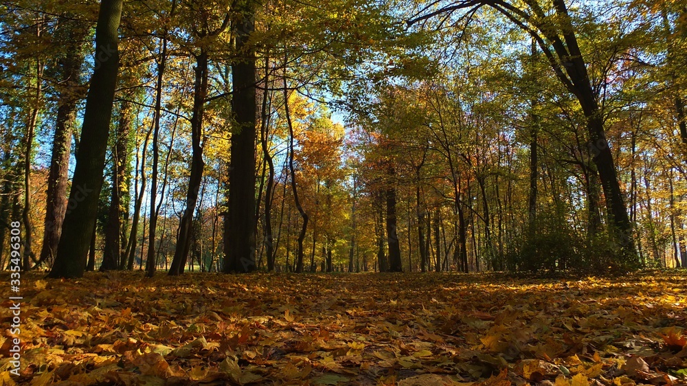 Fototapeta premium Barwy jesieni w parku w Strzelcach Opolskich Polska