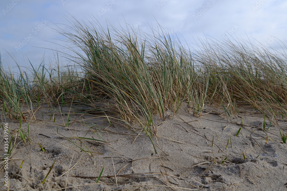 Strandgras weht im Wind am Strand Strandgras weht im Wind am Strand