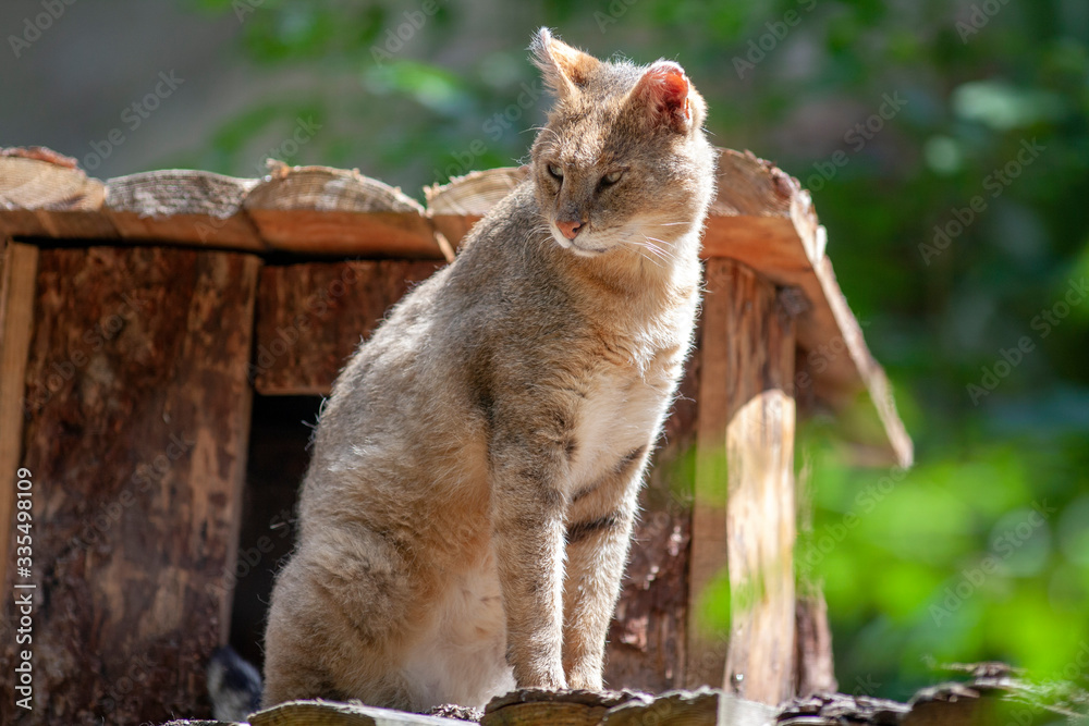 Chat perché Chat perché