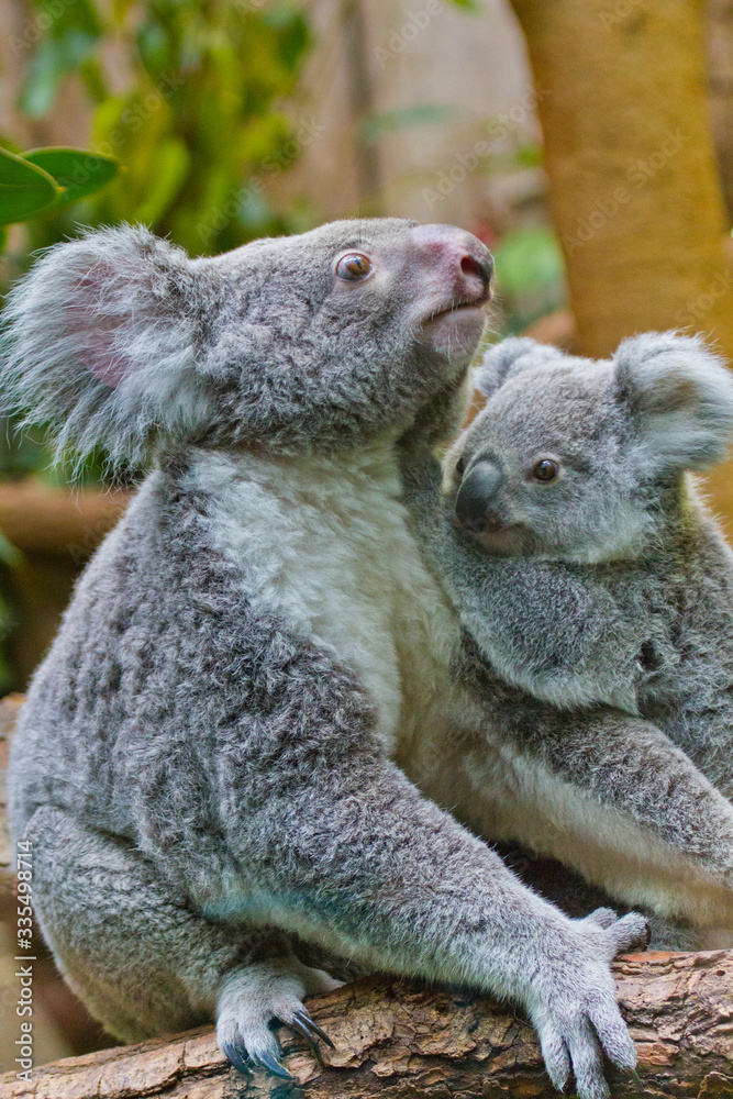 Naklejka premium Koala (Phascolarctos cinereus)
