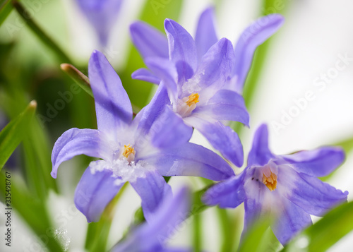 Flowers in the snow