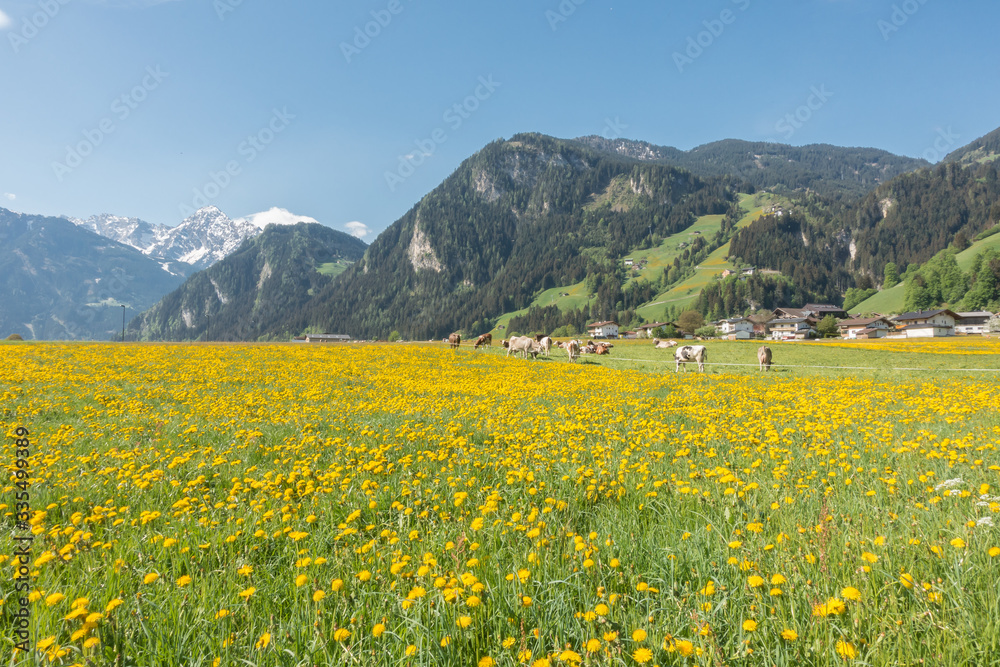 Kühe auf einer Viehweide im Frühling im Zillertal in Tirol Kühe auf einer Viehweide im Frühling im Zillertal in Tirol