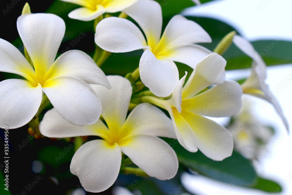 White and yellow flower of  Plumeria  or Frangipani with green leave  blurred Background