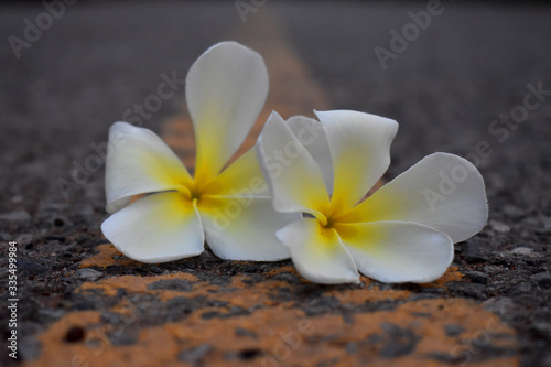 Close-up of white and yellow flower of  Plumeria  or Frangipani on  road  with blurred Background © Eddy