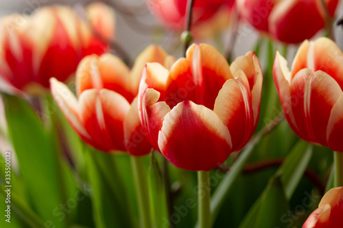 Rotgelbe Tulpen