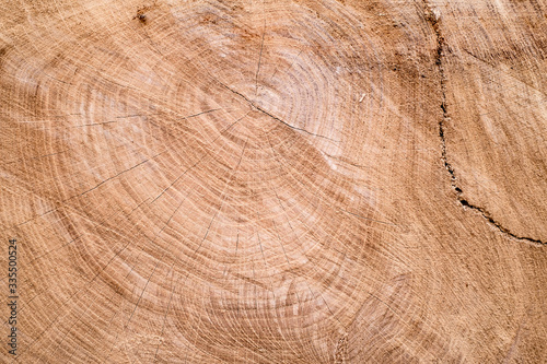Closeup view of end cut wood tree section