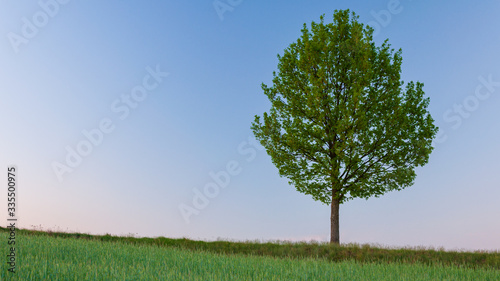 Samotne drzewo rosnące na szczycie wzniesienia pośród pól