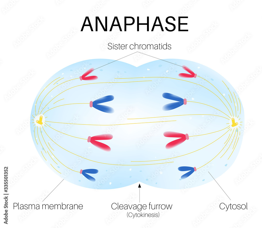 Anaphase is the phase of the cell cycle Stock Vector Adobe Stock