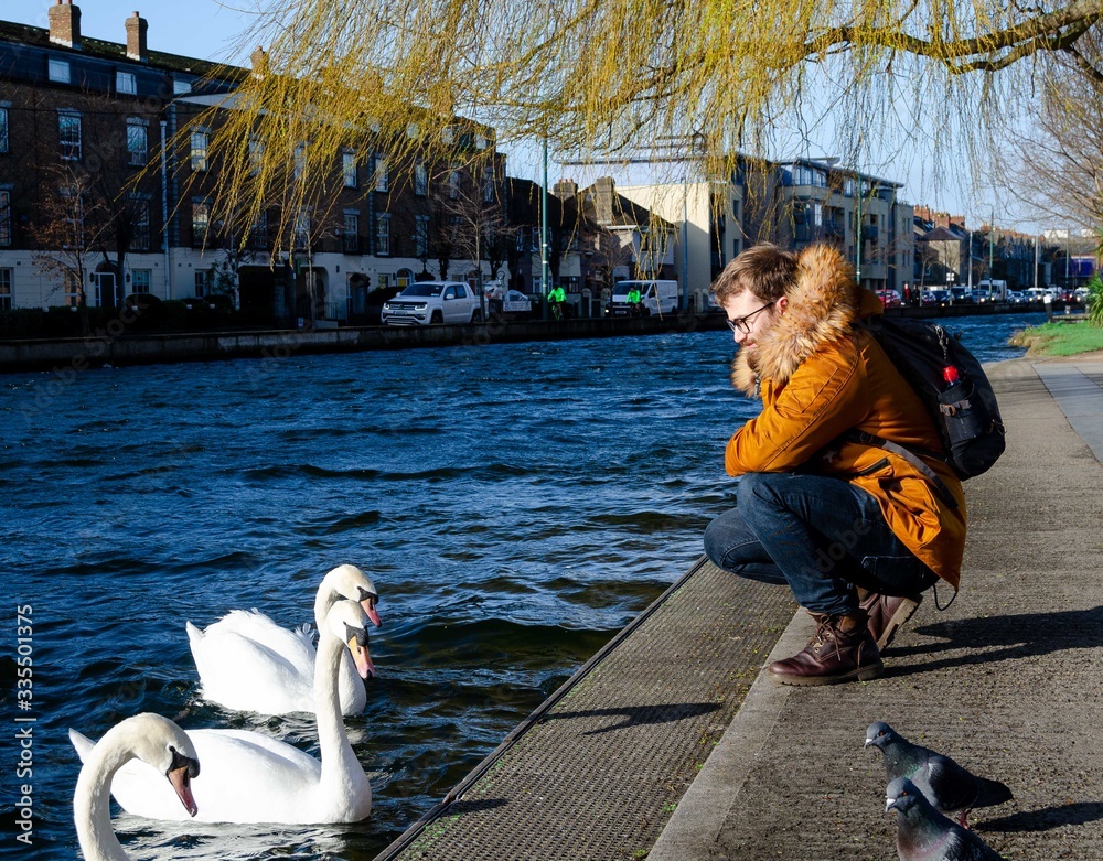 Naklejka premium Young men playing with swans in a park in dublin