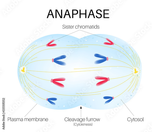 Anaphase  is the phase of the cell cycle