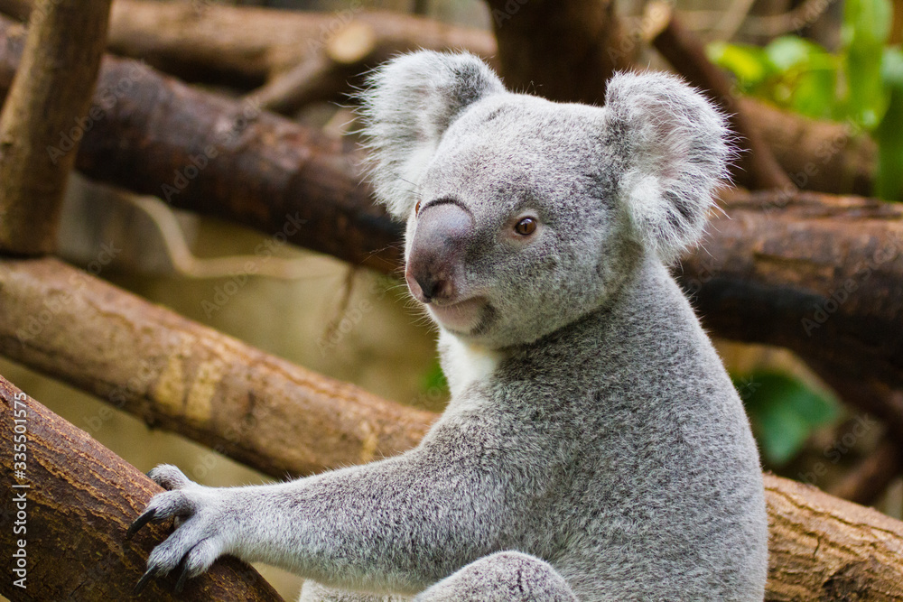 Obraz premium Koala (Phascolarctos cinereus)