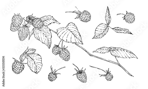 Hand drawn bunch of raspberries with berries set. Sketch style vector illustration. Black isolated botanical vector illustration on white background