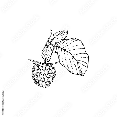 One raspberry with leaves. Hand drawn sketch style vector illustration. Black isolated botanical vector illustration on white background