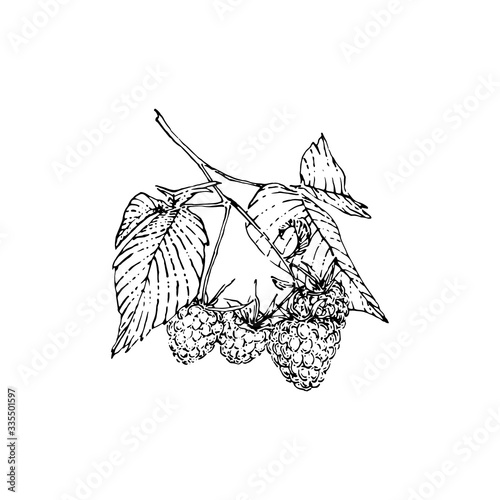 Hand drawn raspberry bunch with berries and leaves. Sketch style vector illustration. Black isolated botanical vector illustration on white background
