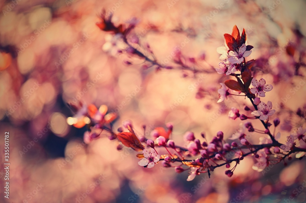 Beautiful flowering Japanese cherry - Sakura. Background with flowers on a spring day. Beautiful flowering Japanese cherry - Sakura. Background with flowers on a spring day.