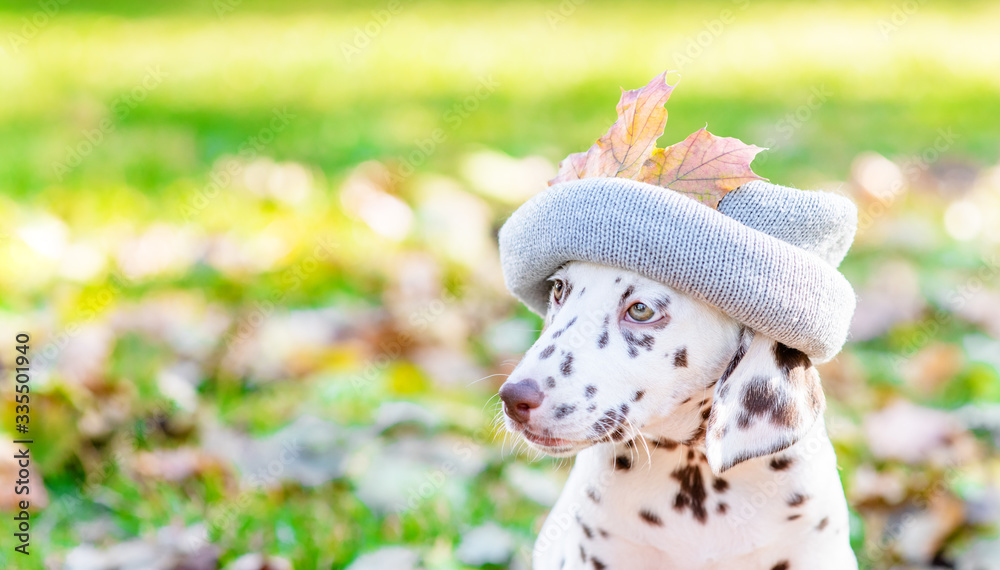 Close up Dalmatian puppy wearing a warm hat in autumn park looks away on empty space Close up Dalmatian puppy wearing a warm hat in autumn park looks away on empty space