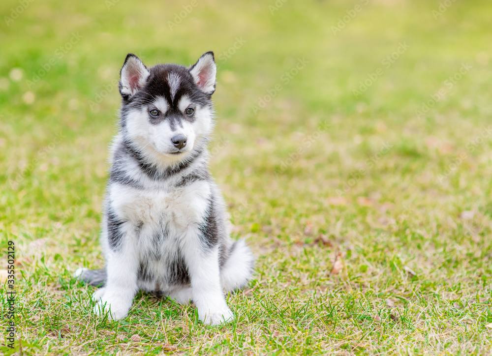 Siberian husky puppy sits on green summer grass. Empty space for text