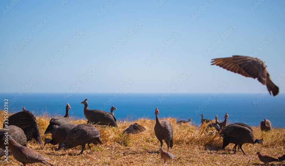 Flock of guineafowls, speckled pigeons and laughing doves feeding in a field with the ocean in the background.