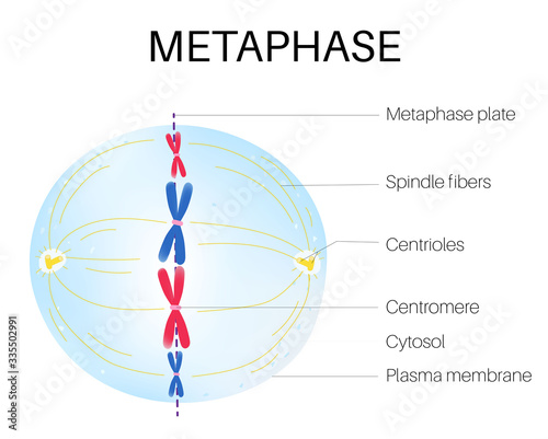 Metaphase is the phase of the cell cycle photo