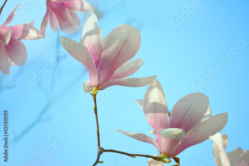 Pink delicate magnolia flowers close-up on a natural garden background. Floral natural spring seasonal background. A variety of magnolia Sulange.