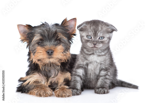 Portrait of a Yorkshire Terrier puppy and kitten siting together in front view. Isolated on white background