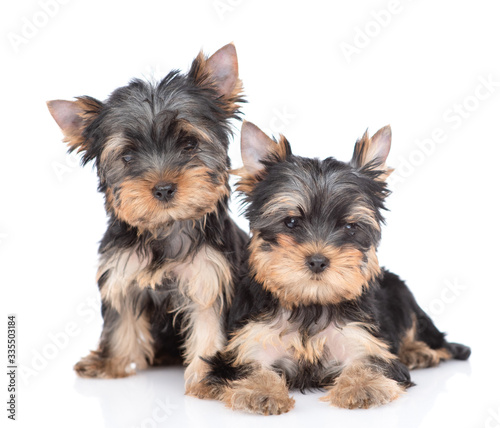 Two Yorkshire Terrier puppies sit and look at camera together. Isolated on white background