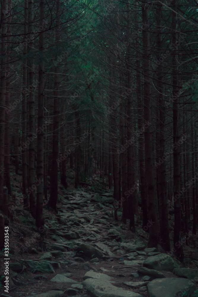 Fototapeta premium Stone path in dense forest. Pine forest