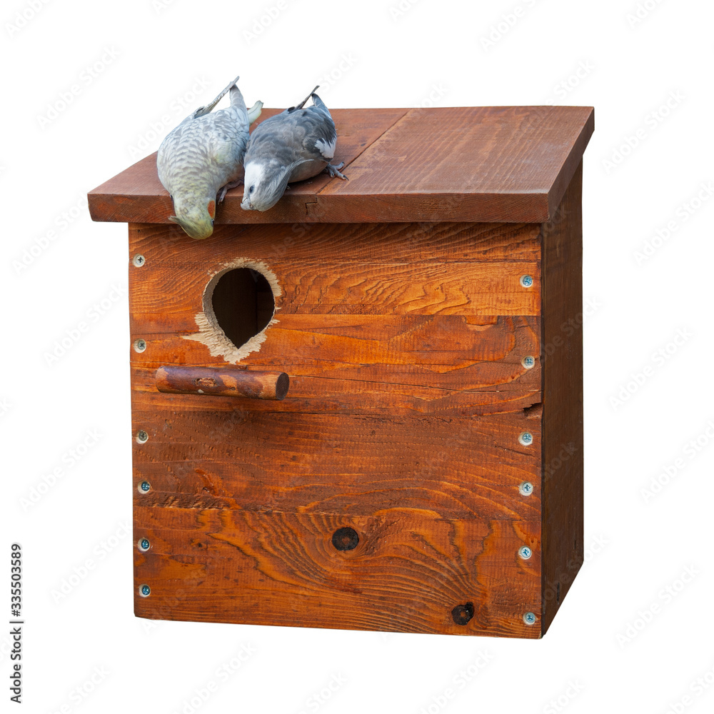 A pair of cockatiels on a nest box isolated on white background