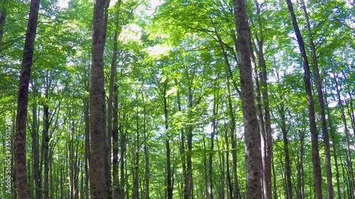 Vintage Pan Through The Forest