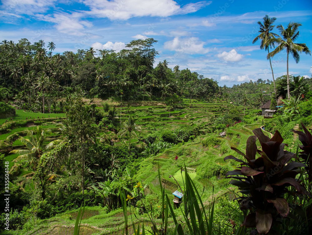 Fototapeta premium A wonderful huge rice field in Bali