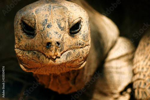 Aldabra Giant Tortoise  (Aldabrachelys gigantea) © YoshieNagoya