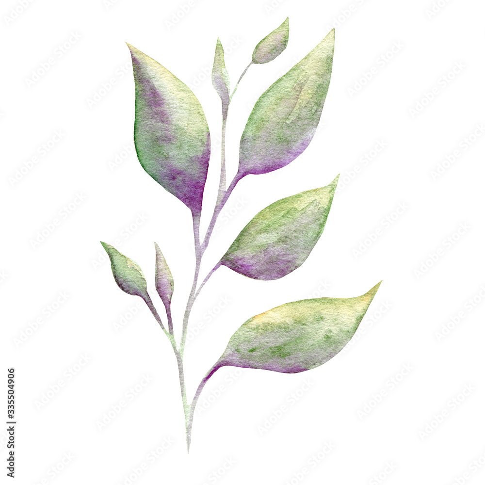 Fototapeta premium Watercolor twig. Elegant floral elements. branches isolated on a white background
