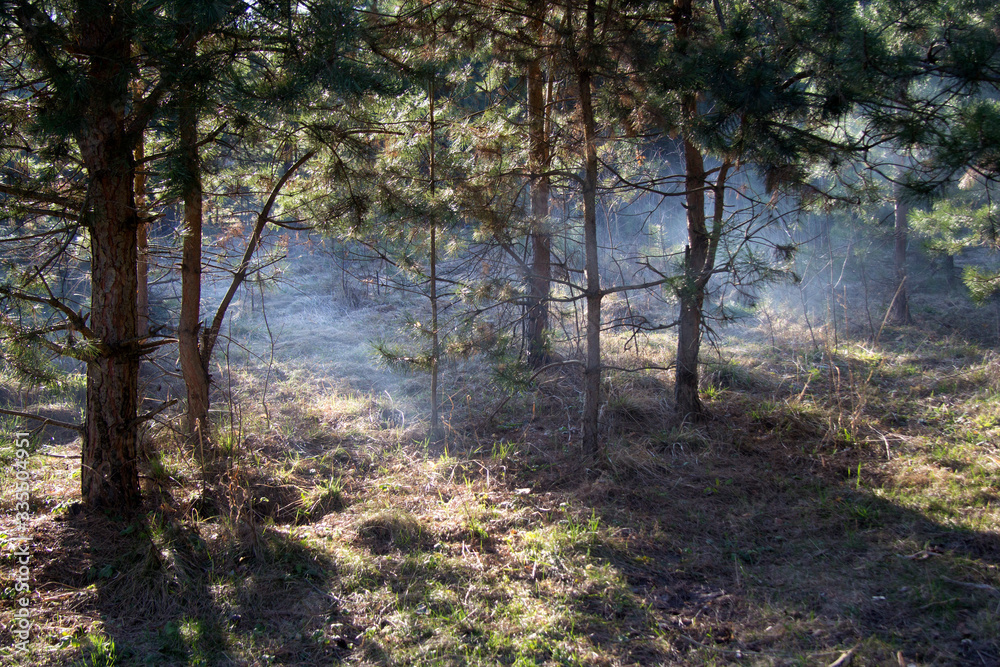 Smoke from a campfire or fog swells under young pine trees on the grass in the forest. Landscape.