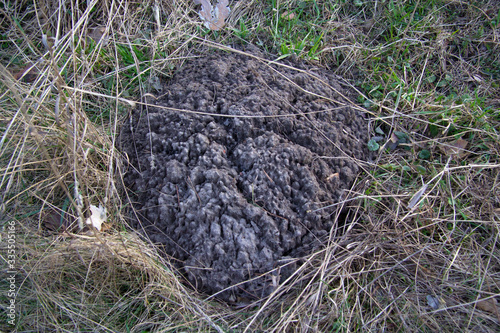 Hill of land thrown by an animal mole
