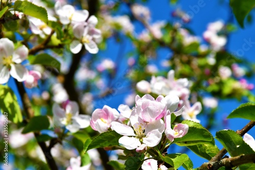 Cherry flowers on a early spring day