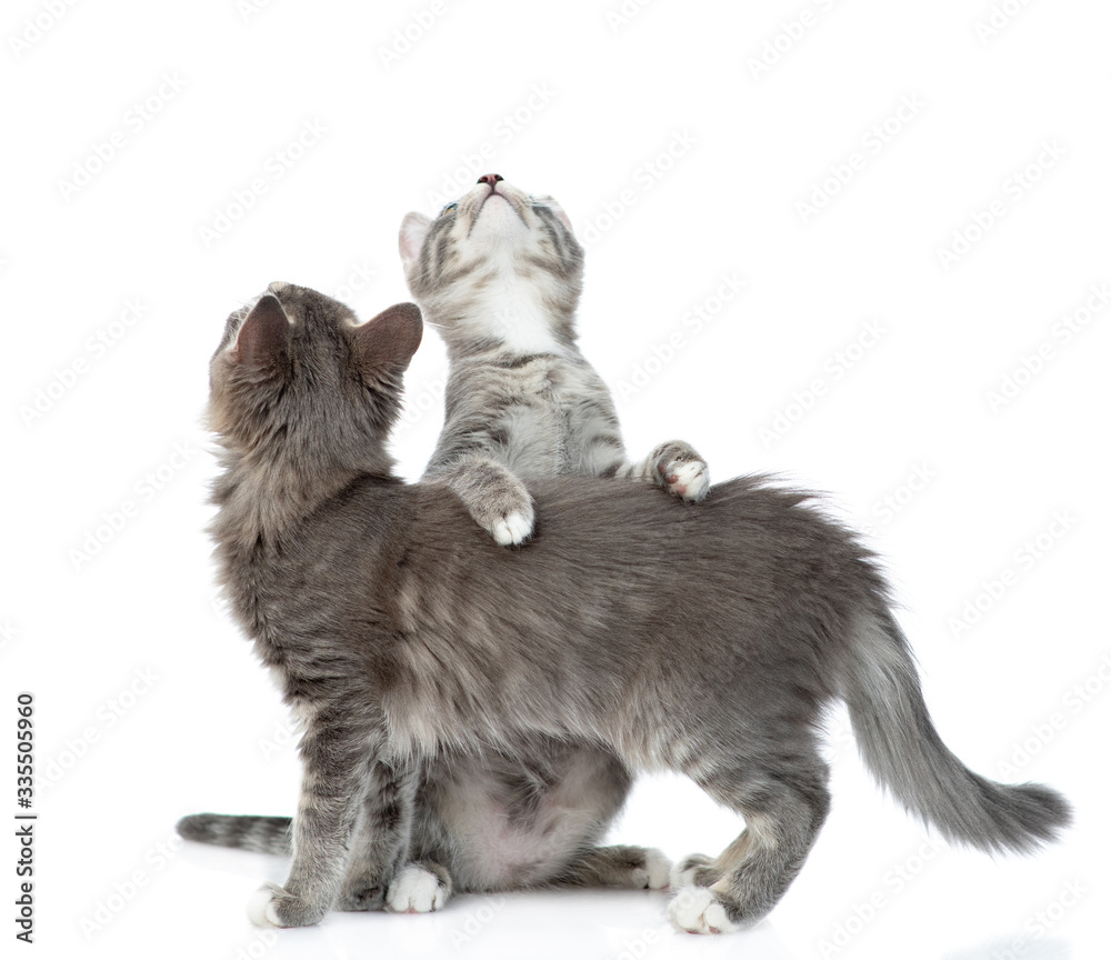 Two playful cats look up together. isolated on white background Two playful cats look up together. isolated on white background