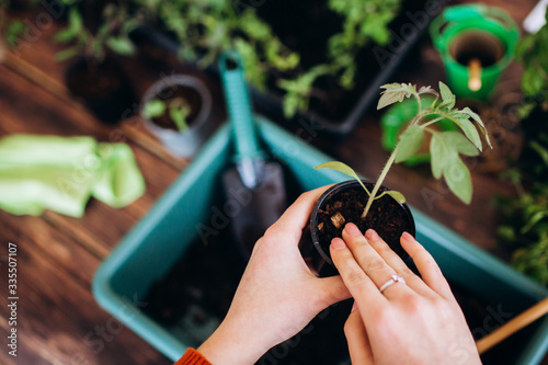 Concept planting seedlings indoor holding garden tools. Close up Hands of girls and little sprouts in pot with earth