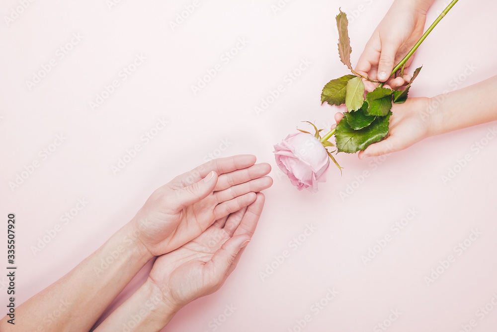 Mothers Day. Children's and women's hands are holding a rose flower. Greeting card blank on a pink background.
