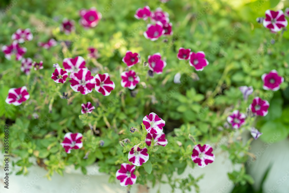 Spring background, blossom multicolor flower in garden. Spring background, blossom multicolor flower in garden.