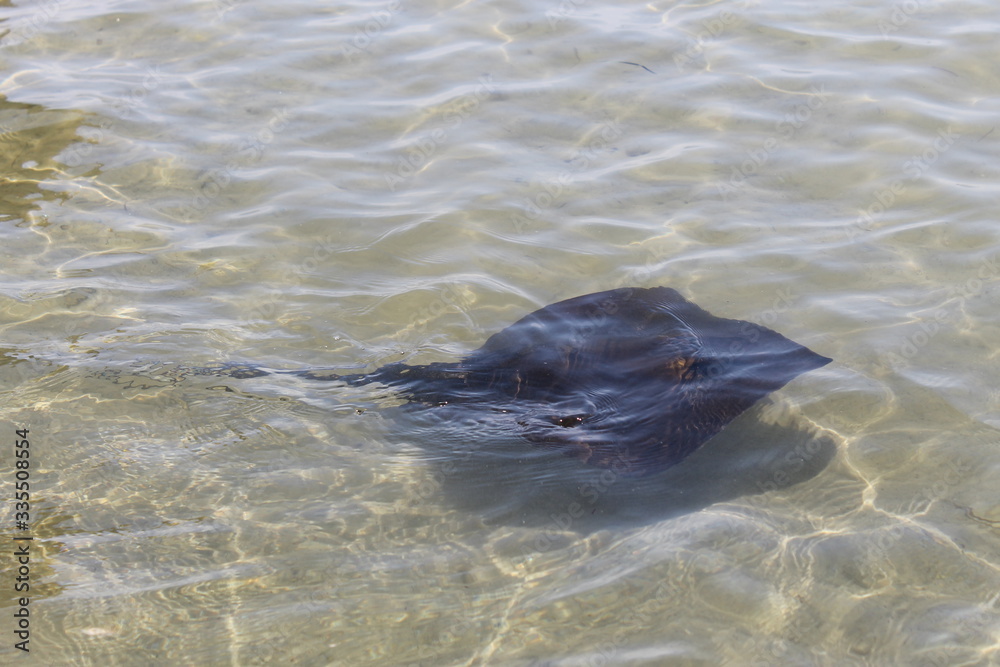 Fototapeta premium eagle ray swimming in the sea