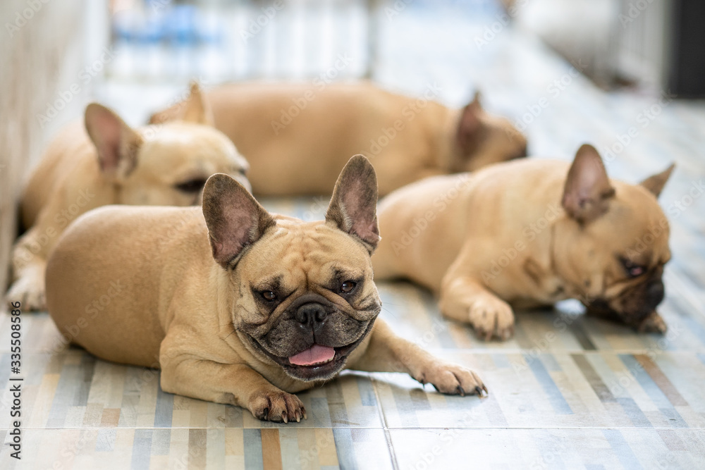 Group French bulldog lying at tile floor indoor.