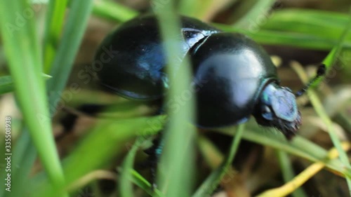 Natura - żuczek makro