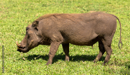 Warzenschwein in der afrikansichen Savanne  S  dafrika