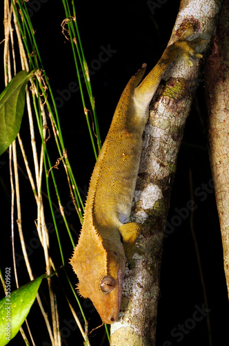 Neukaledonischer Kronengecko (Correlophus ciliatus / Rhacodactylus ciliatus) - Île des Pins, Neukaledonien - Crested gecko, Île des Pins, New Caledonia photo