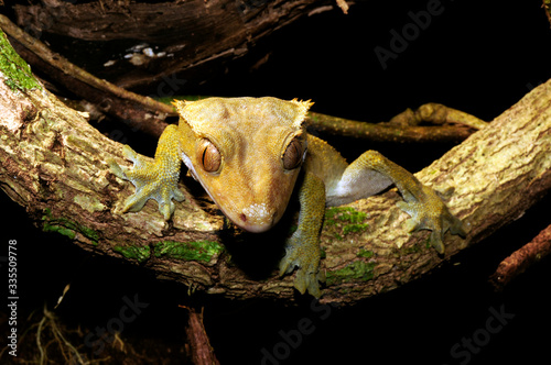 Neukaledonischer Kronengecko (Correlophus ciliatus / Rhacodactylus ciliatus) - Île des Pins, Neukaledonien - Crested gecko, Île des Pins, New Caledonia photo